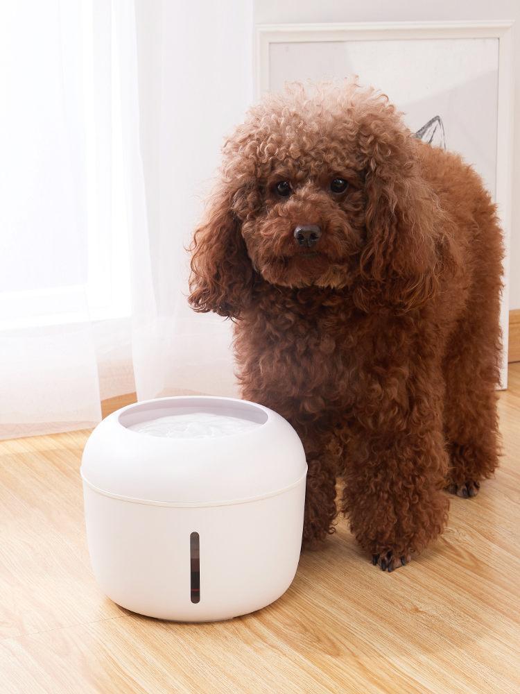 Pet Bowl, Feeders, Litters, Waterers…