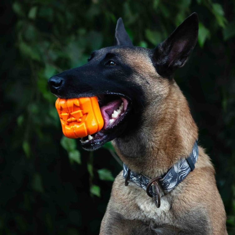 Jack O' Lantern Dog Toy