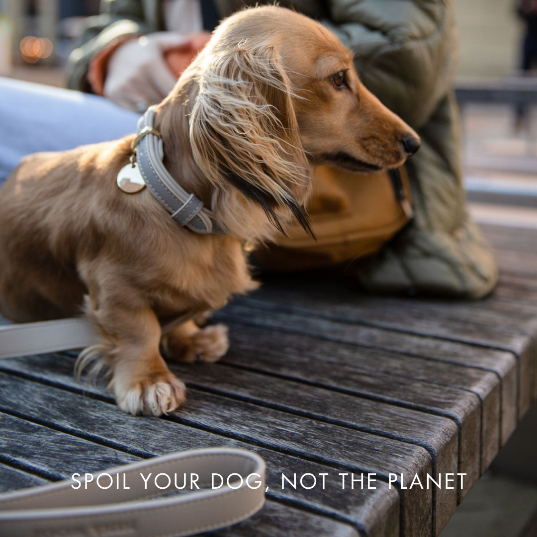 Nina Woof Vegan Leather - London Leash