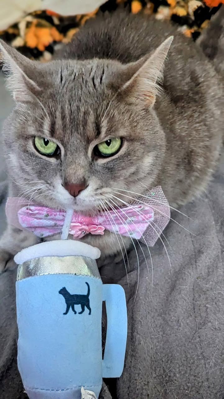 Cat Tumbler Toy with Catnip