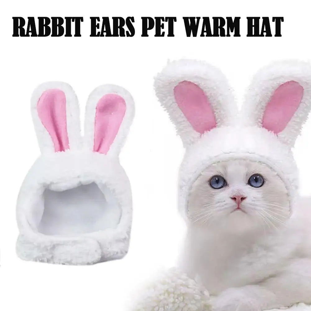 Funny Cat Rabbit Ears