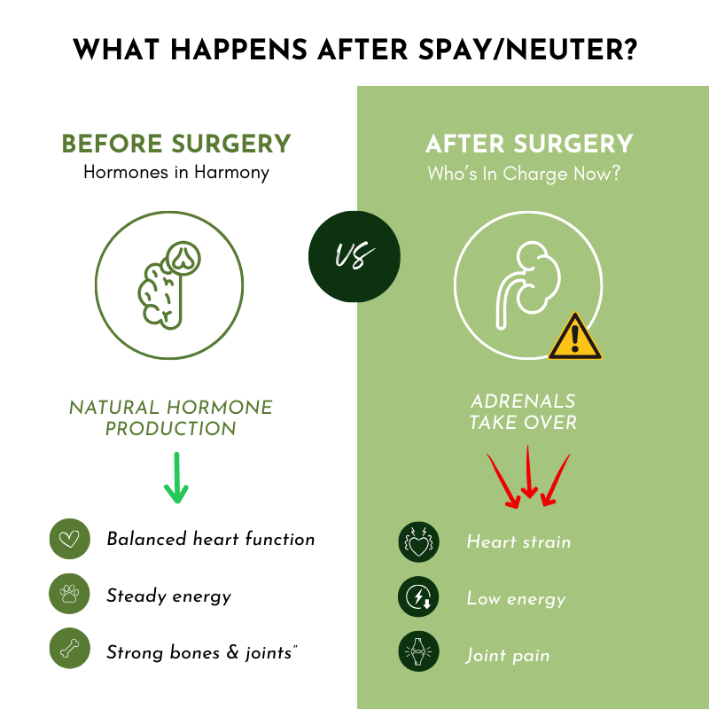 Multivitamin & Glandular Support for Dogs and Cats