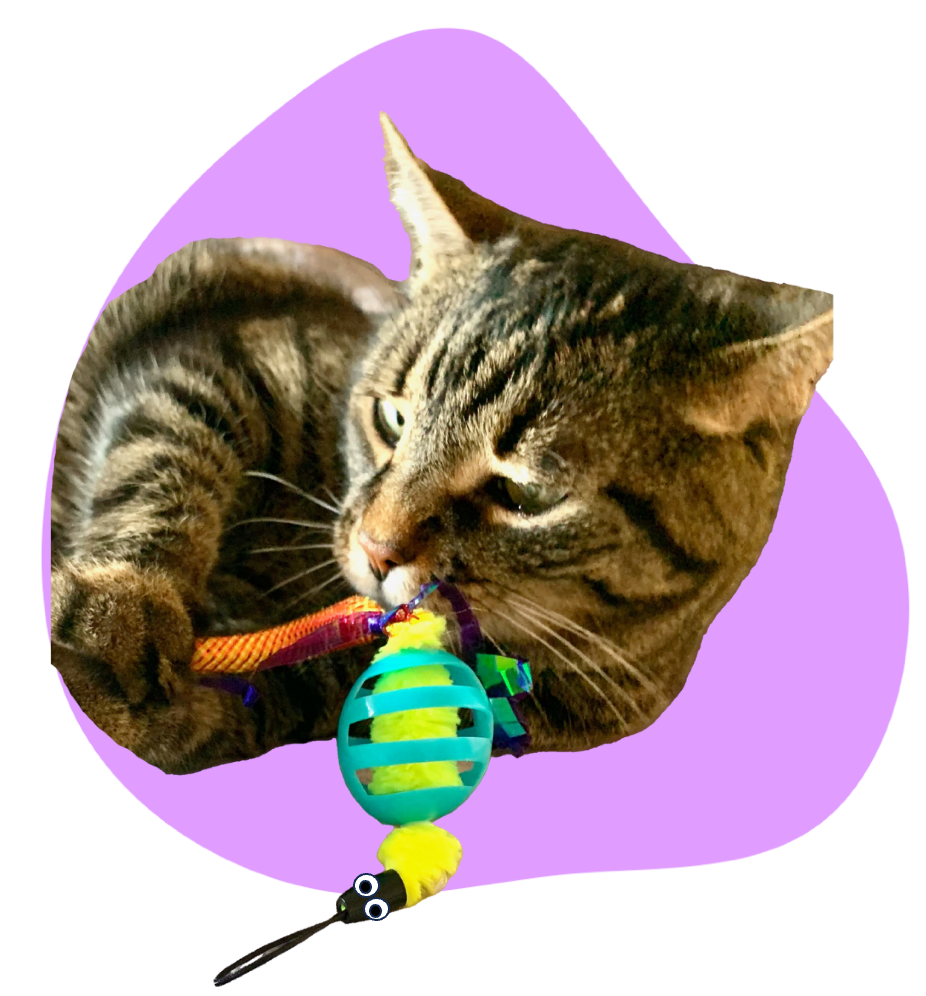 Oral Care Toy for Cats: 3 Double Packs (6 Total Oral Care Toys)
