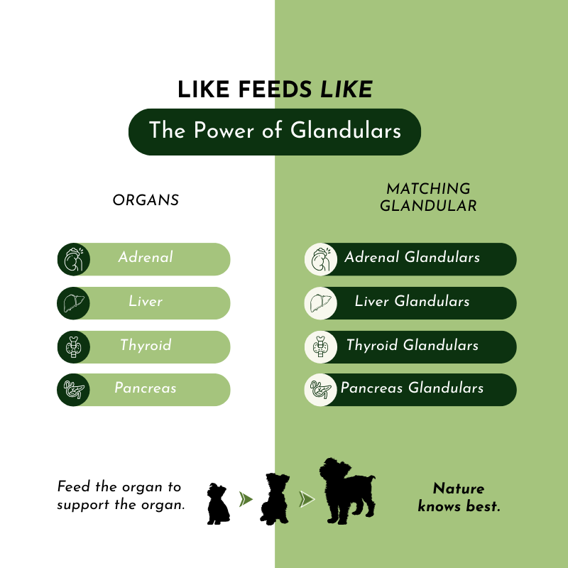 Multivitamin & Glandular Support for Dogs and Cats