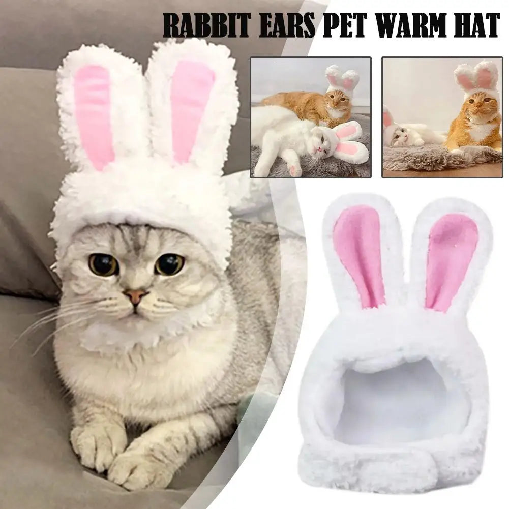 Funny Cat Rabbit Ears