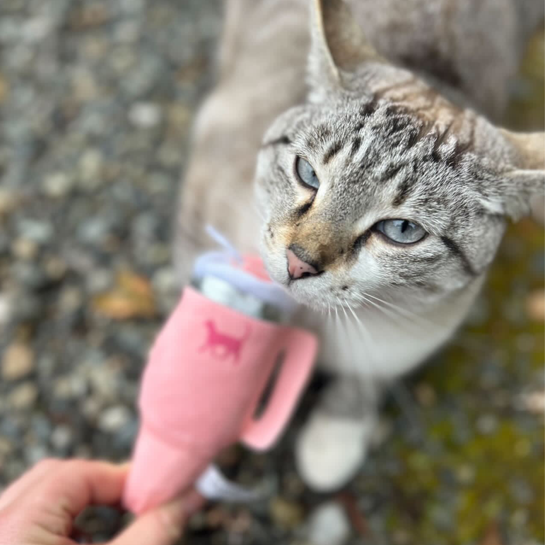 Cat Tumbler Toy with Catnip