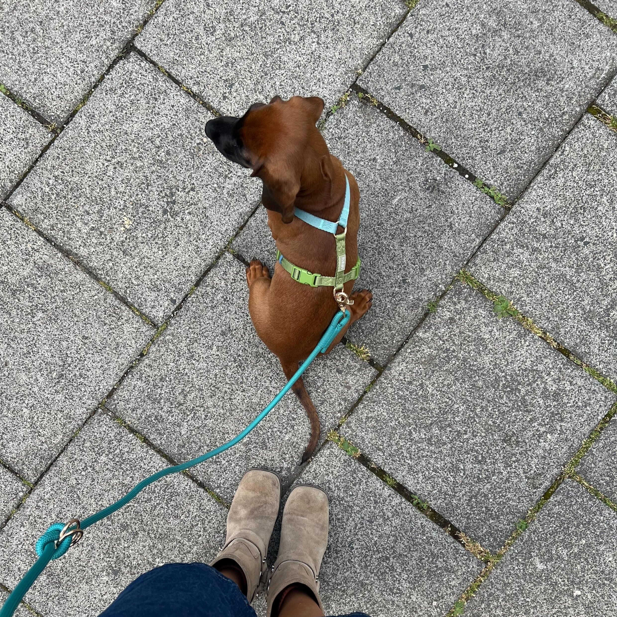 Blue and Green - Dog Harness
