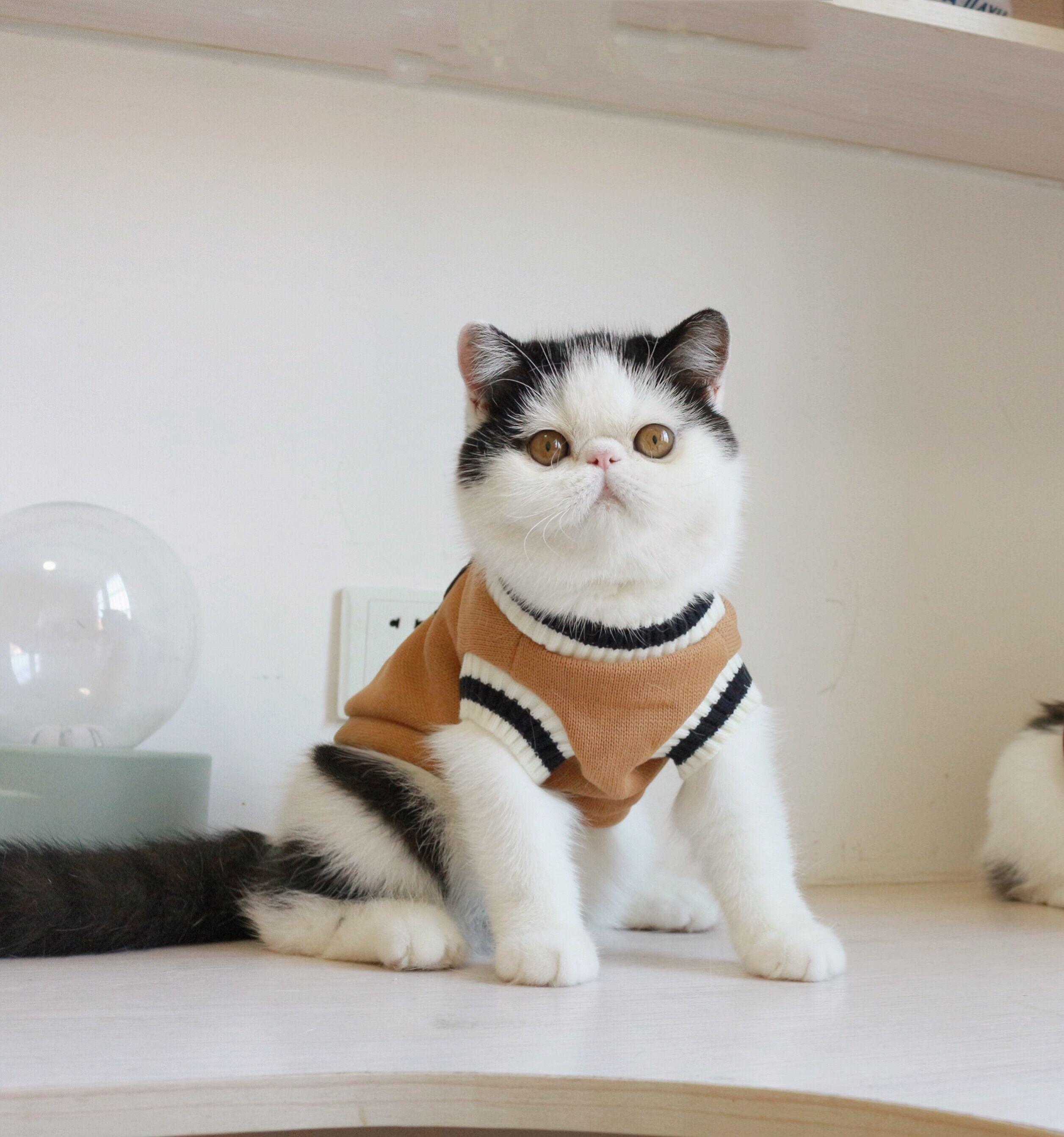 Knit Sleeveless Sweater for Cat