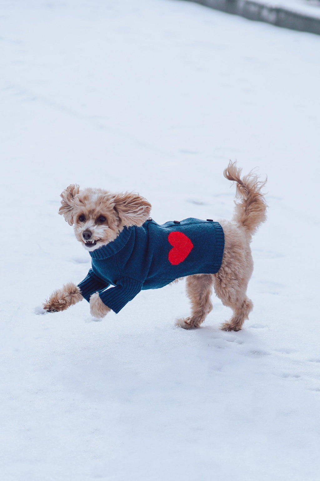Heart to Heart Button-Up Cardigan Sweater