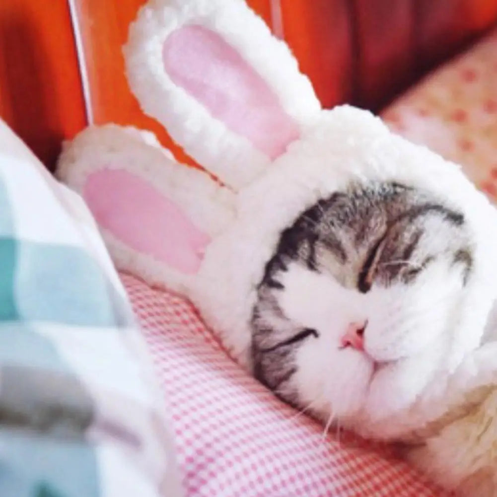 Funny Cat Rabbit Ears