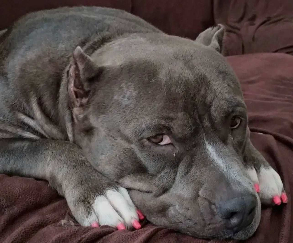 Pawdicure Nail Polish Pen