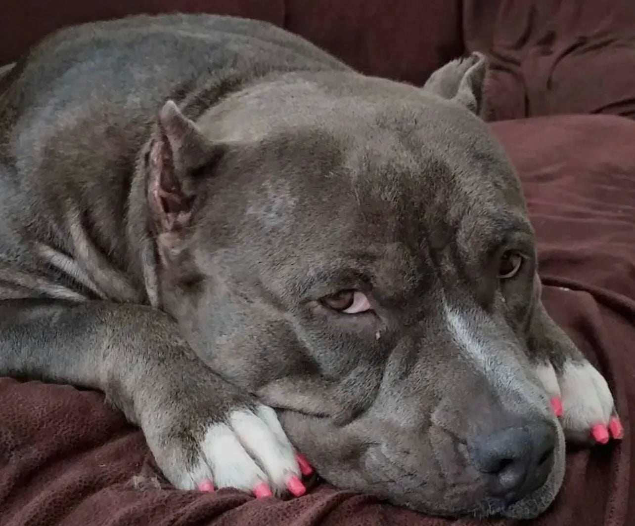 Pawdicure Nail Polish Pen