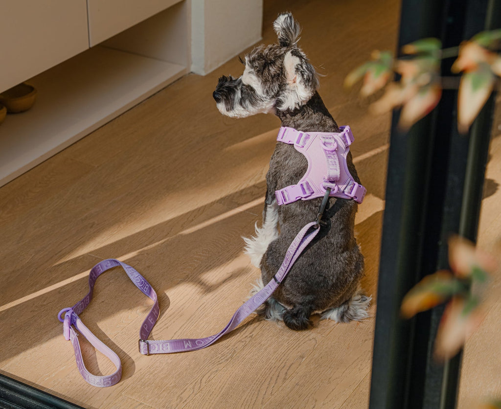 Padded Leash Mint Purple