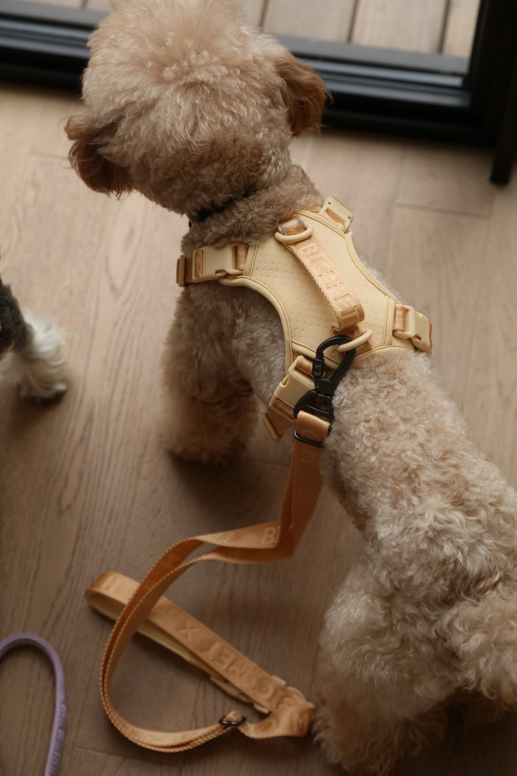 No Pull Dog Harness- APRICOT