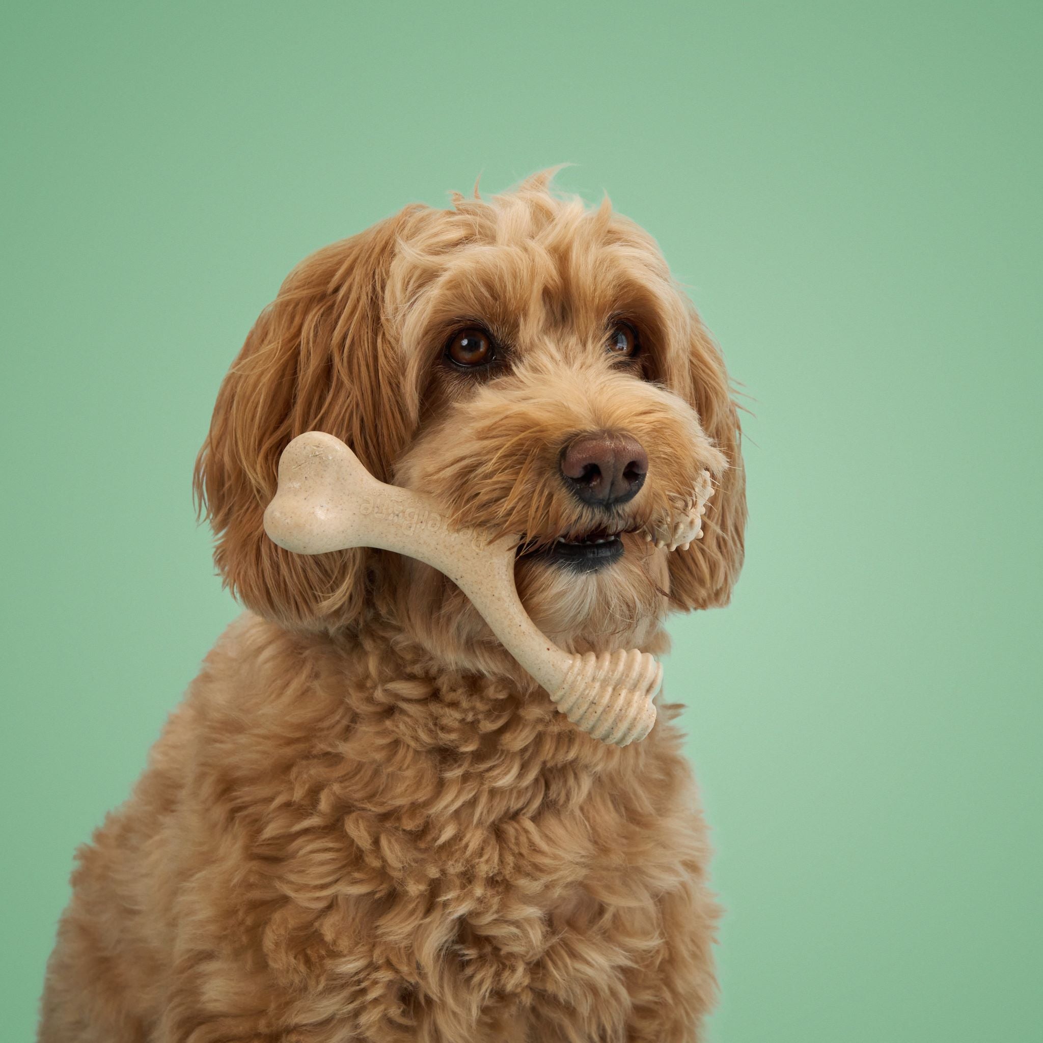 BetterBone CHEW TOY: Naturally Derived Ingredients, Eco-Friendly, Non-Toxic