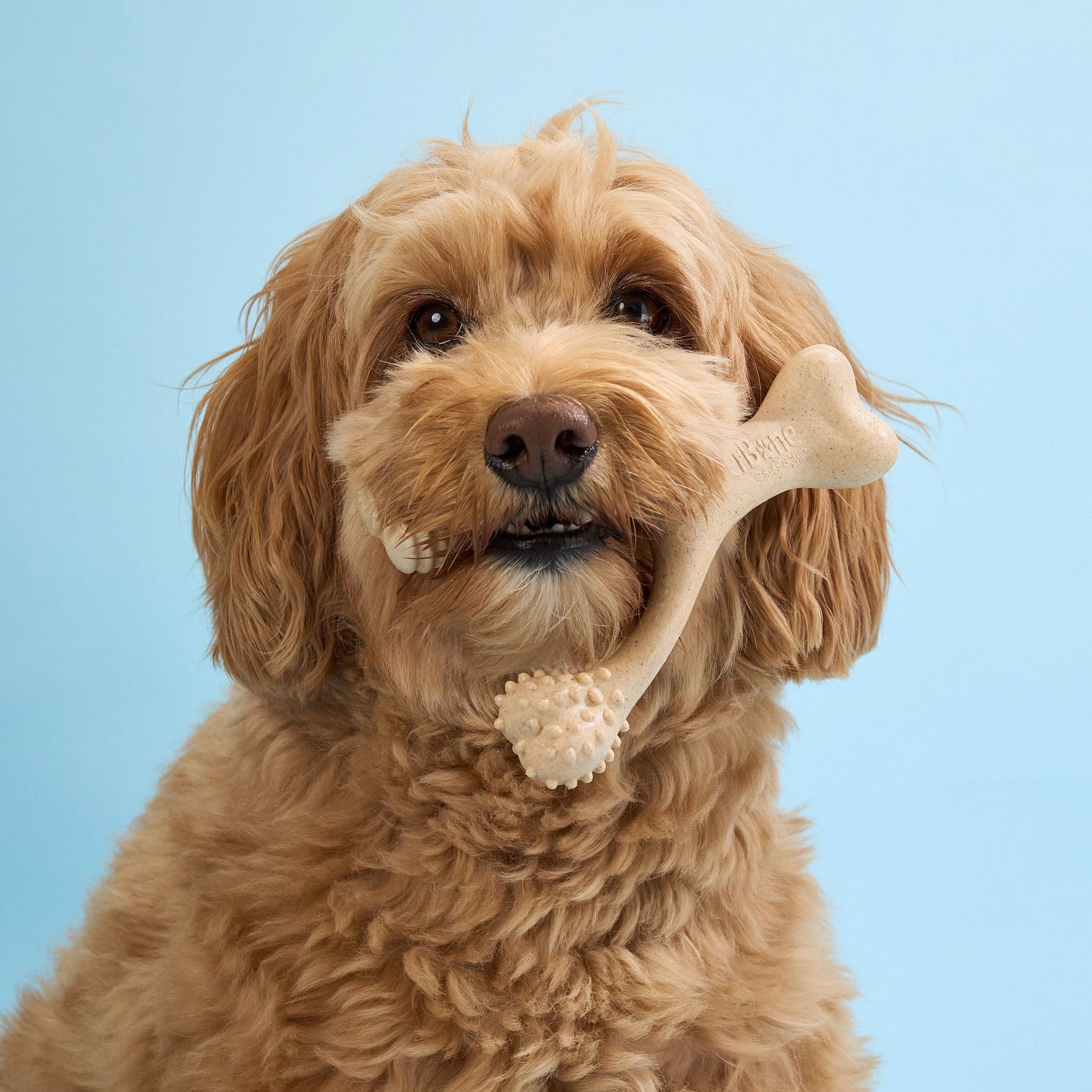 BetterBone CHEW TOY: Plant-Based Ingredients