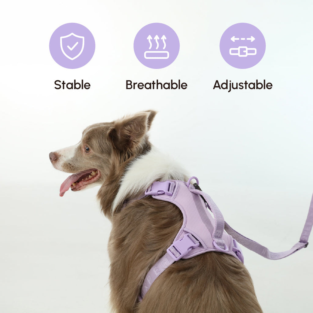 Padded Leash Mint Purple