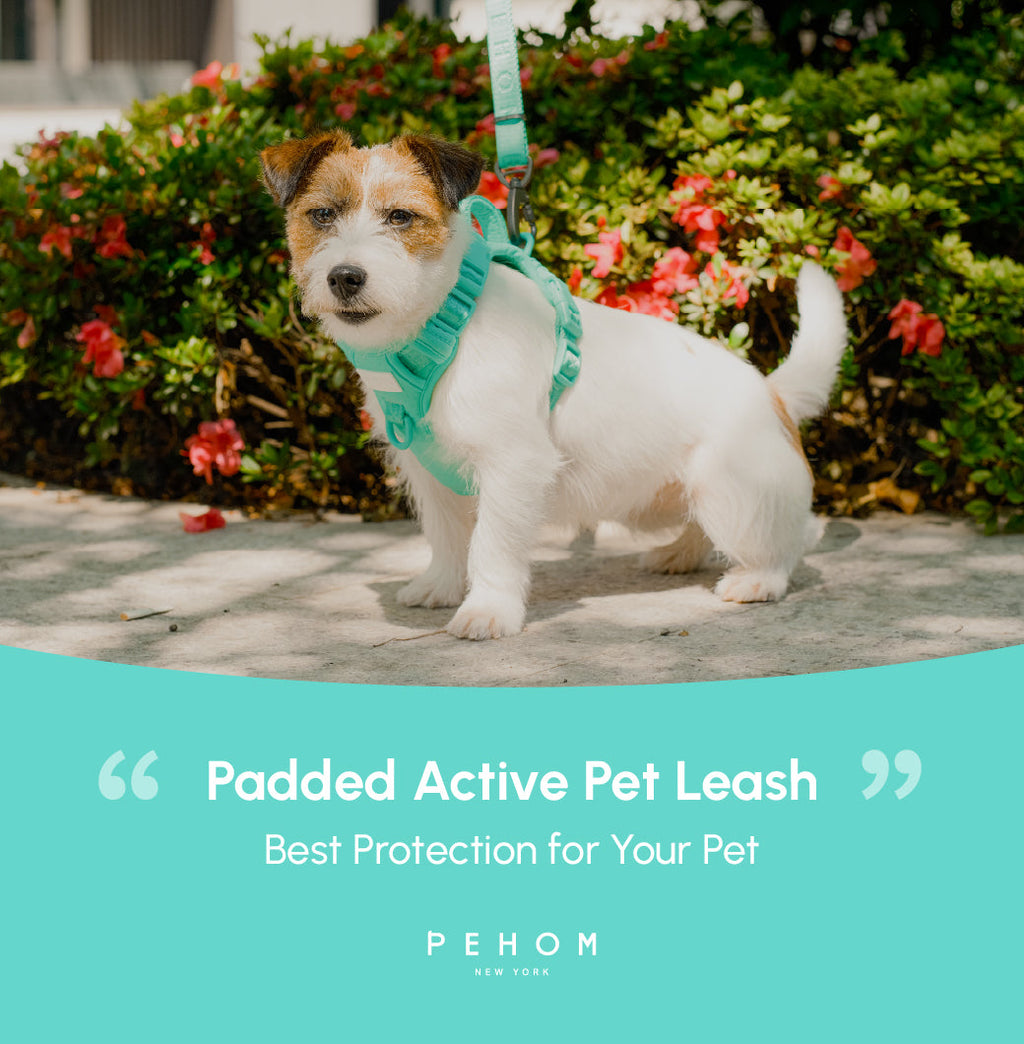 Padded Pet Leash Mint Green