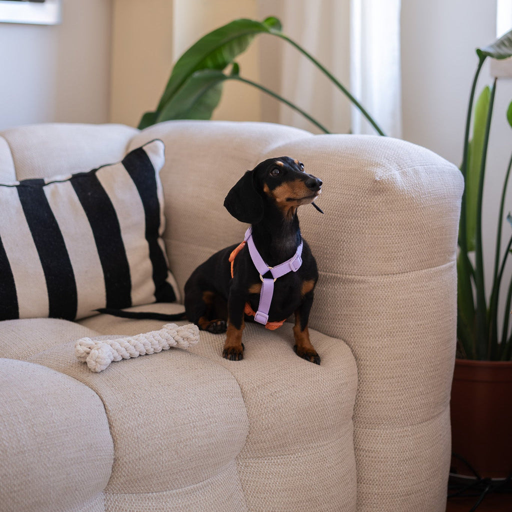 Lavender and Terracotta - Dog Harness