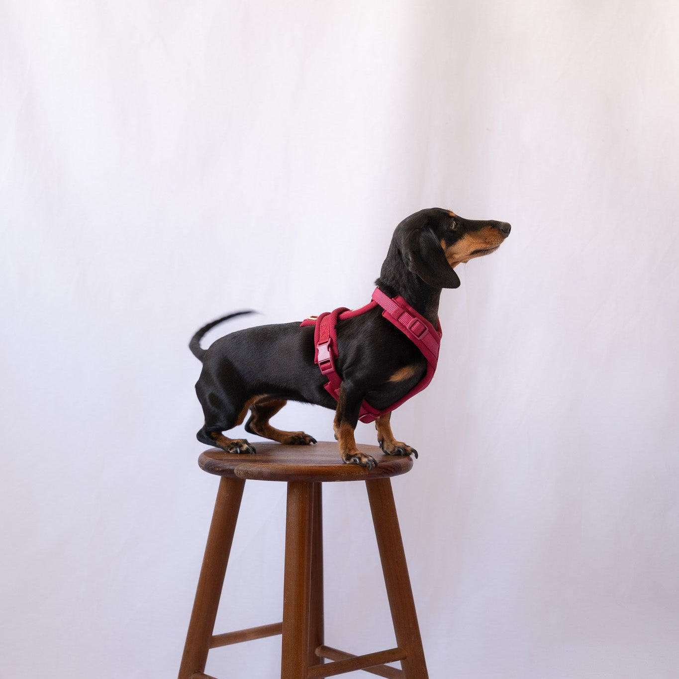 Bordeaux - Comfort Dog Harness