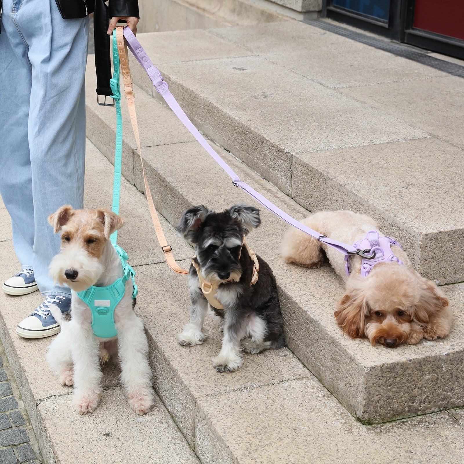 Padded Pet Leash Mint Green