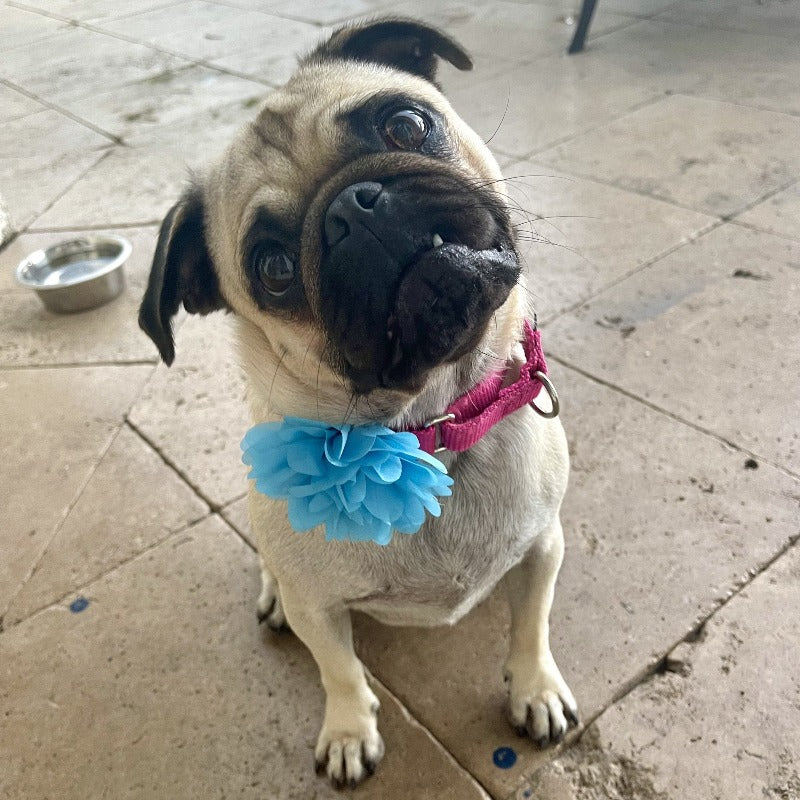 Floral Dog Collar Sliders