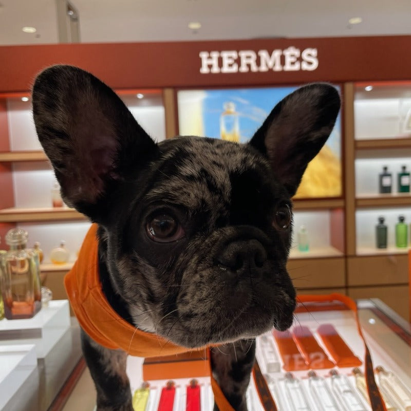 Hairmes Paris Designer Dog T-Shirt
