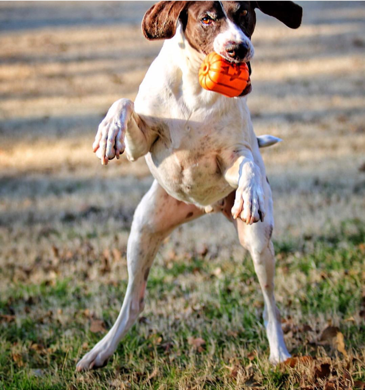 Jack O' Lantern Dog Toy