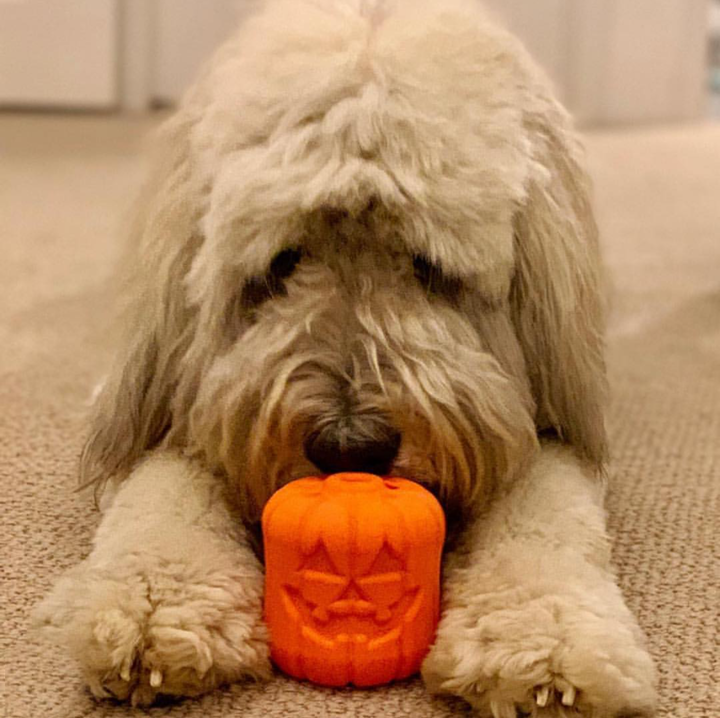 Jack O' Lantern Dog Toy