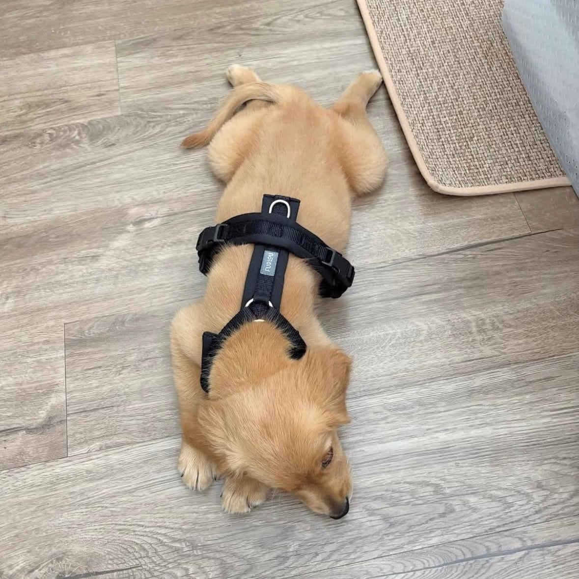 Furlou Black Comfort Harness
