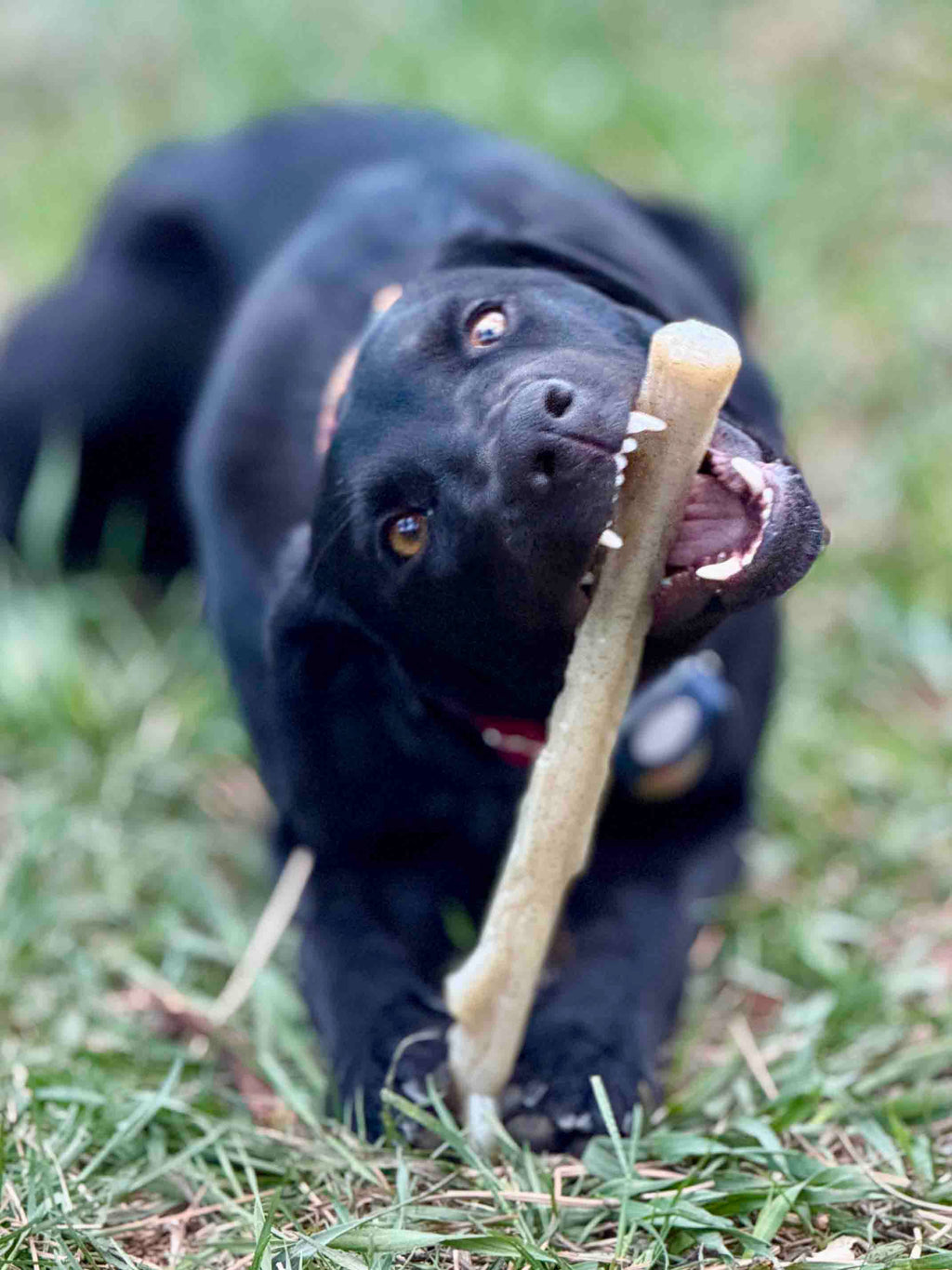 Durable Chew Stick
