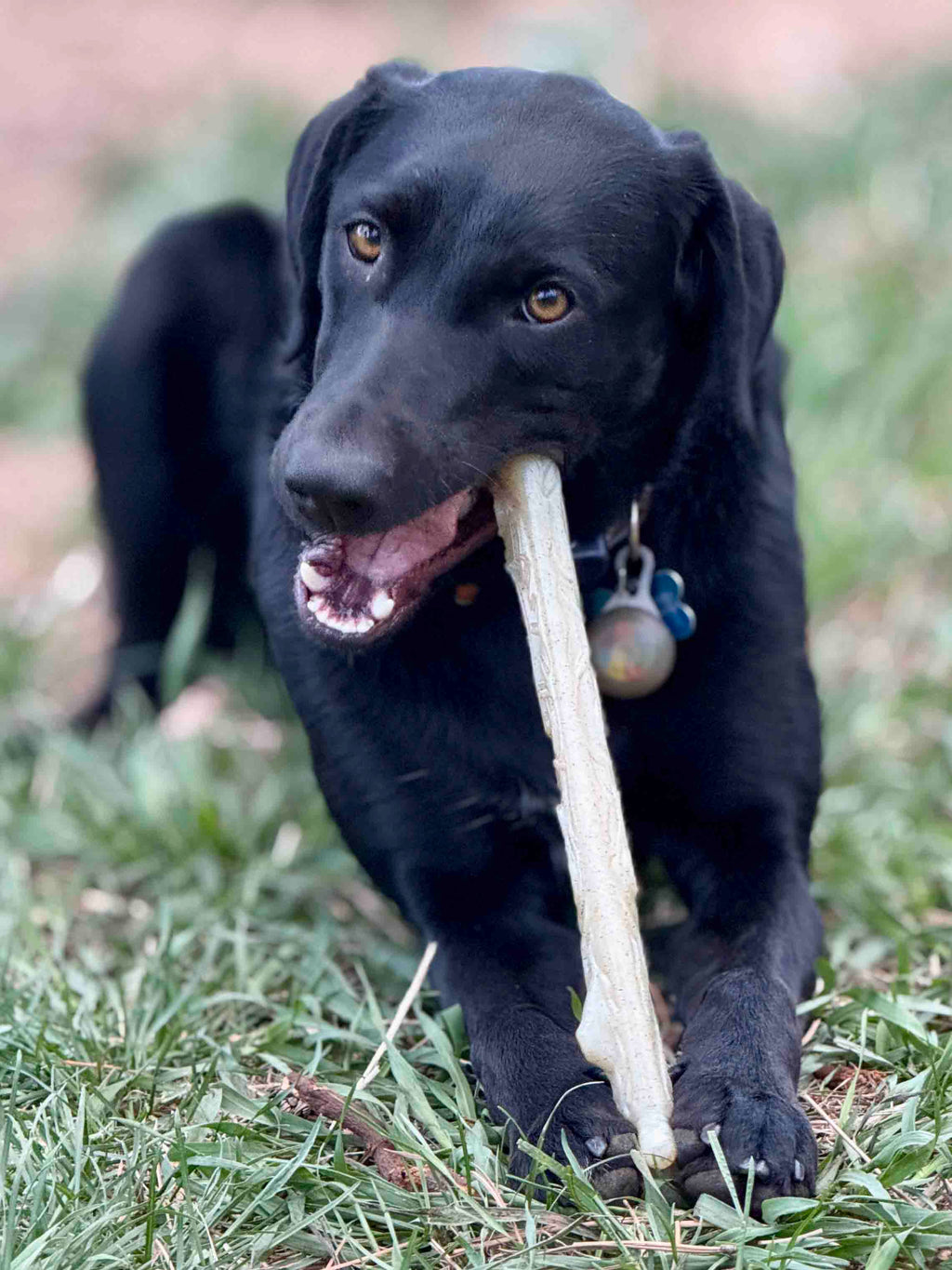 Durable Chew Stick