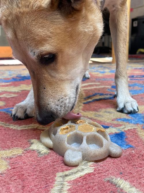 Turtle Chew Toy - Ultra-Durable Enrichment Toy