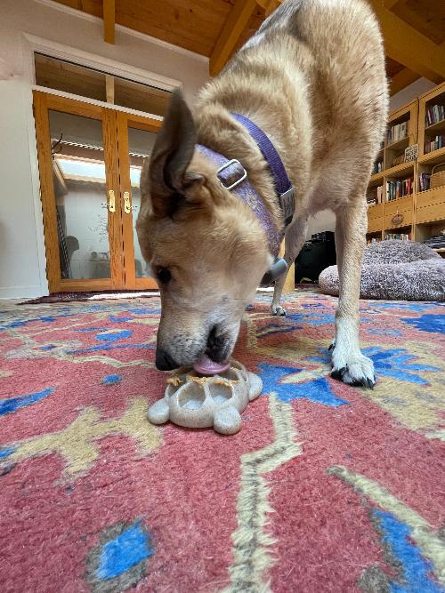 Turtle Chew Toy - Ultra-Durable Enrichment Toy