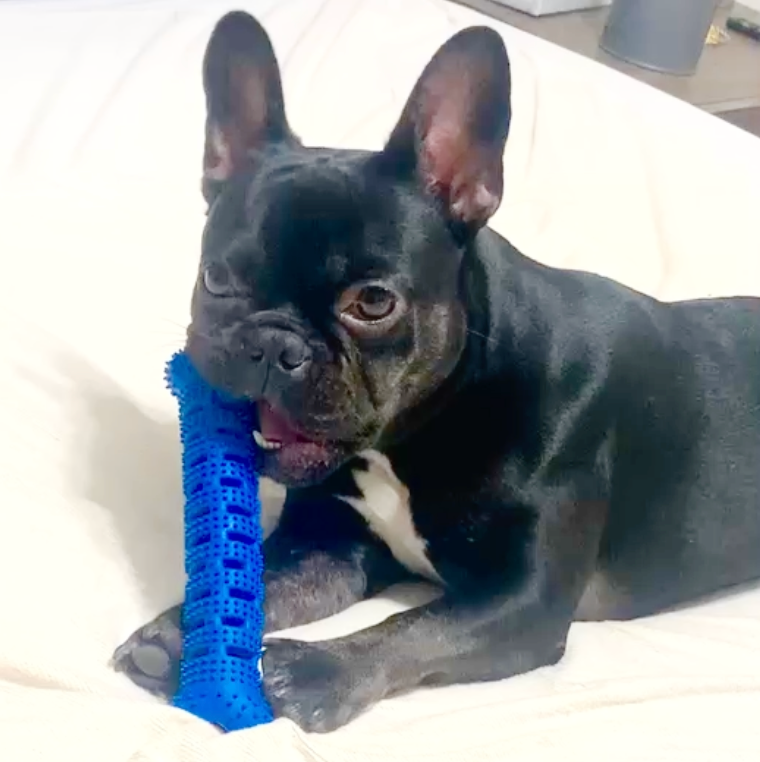 Large Natural Rubber Bone Toothbrush Toy