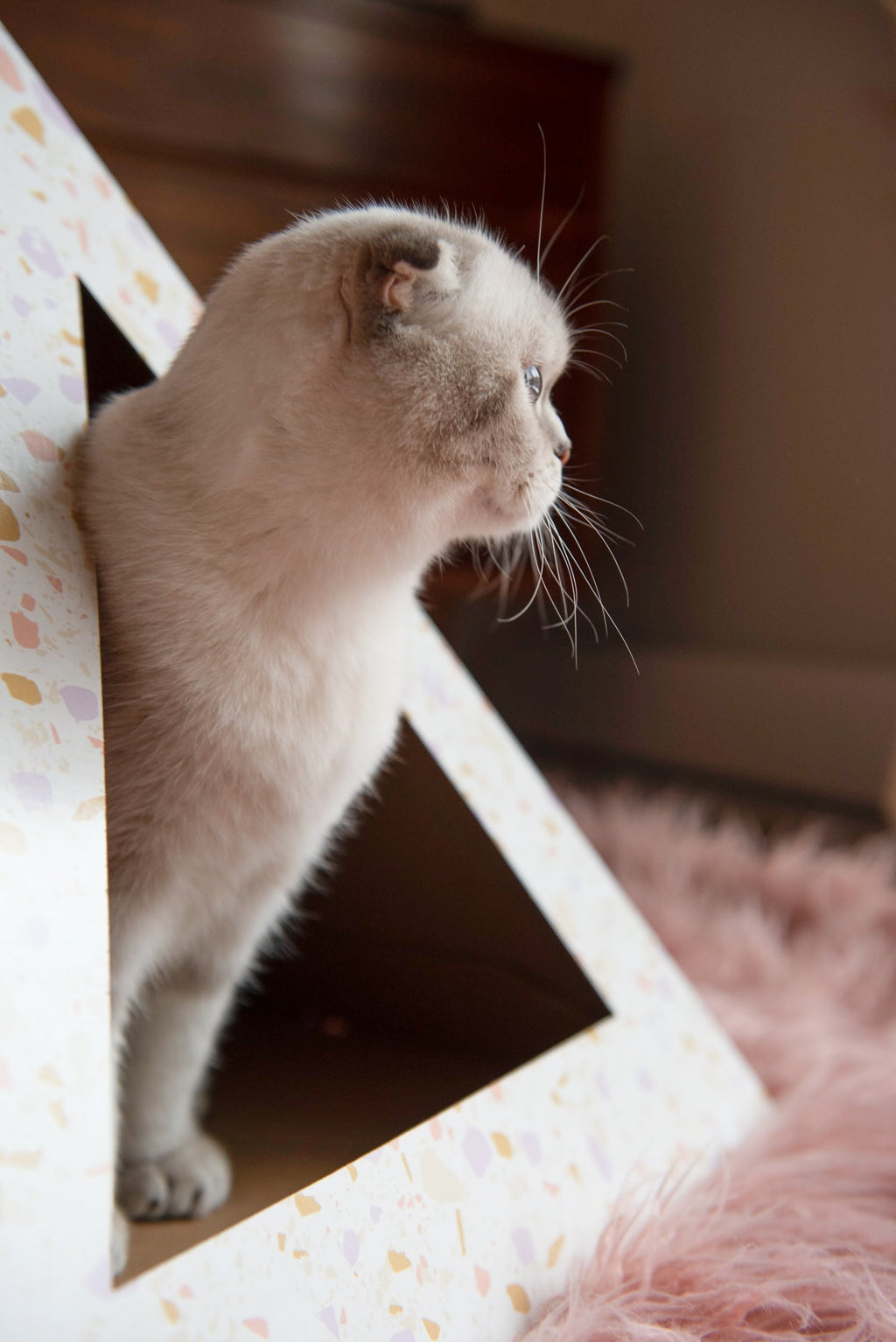 Kitty Karboard 'Terrazzo'