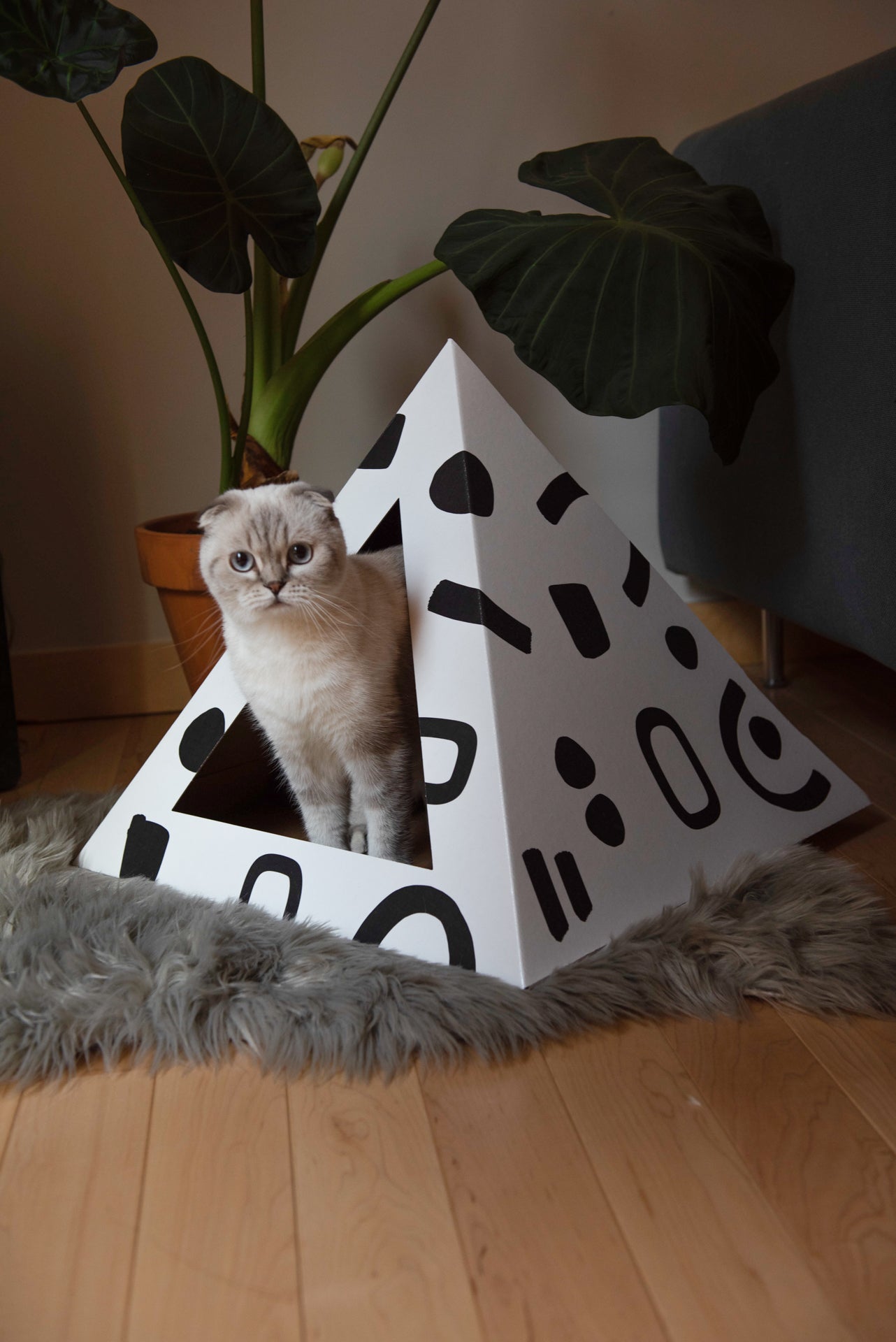 Kitty Kardboard 'Doodle'