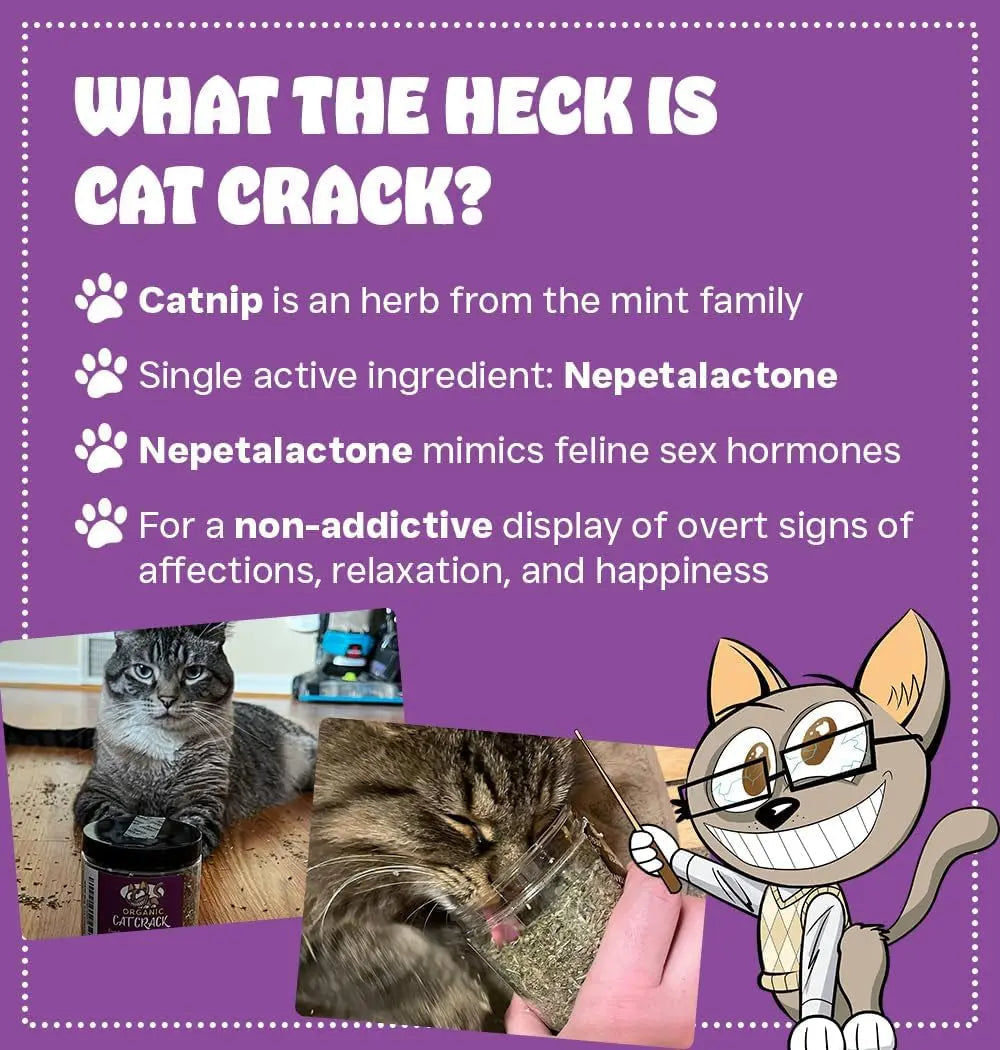 Premium Natural Catnip