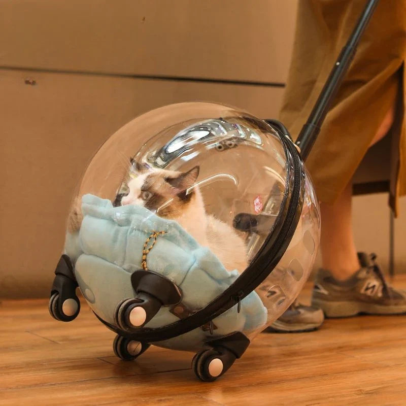 Unique Panoramic Cat Trolley