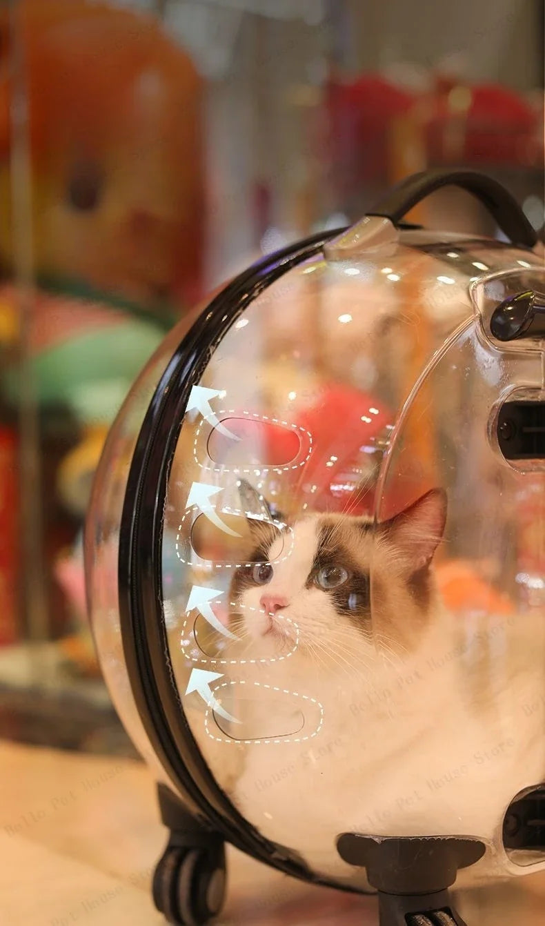 Unique Panoramic Cat Trolley