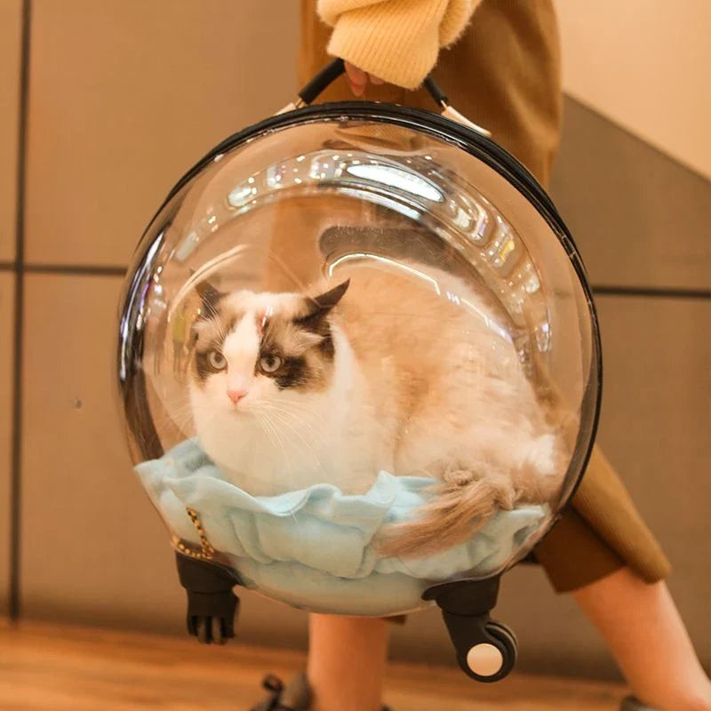 Unique Panoramic Cat Trolley