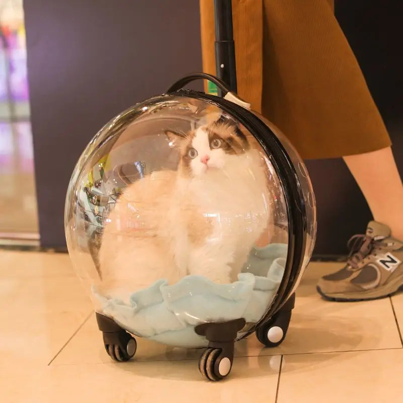 Unique Panoramic Cat Trolley