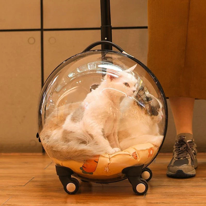 Unique Panoramic Cat Trolley