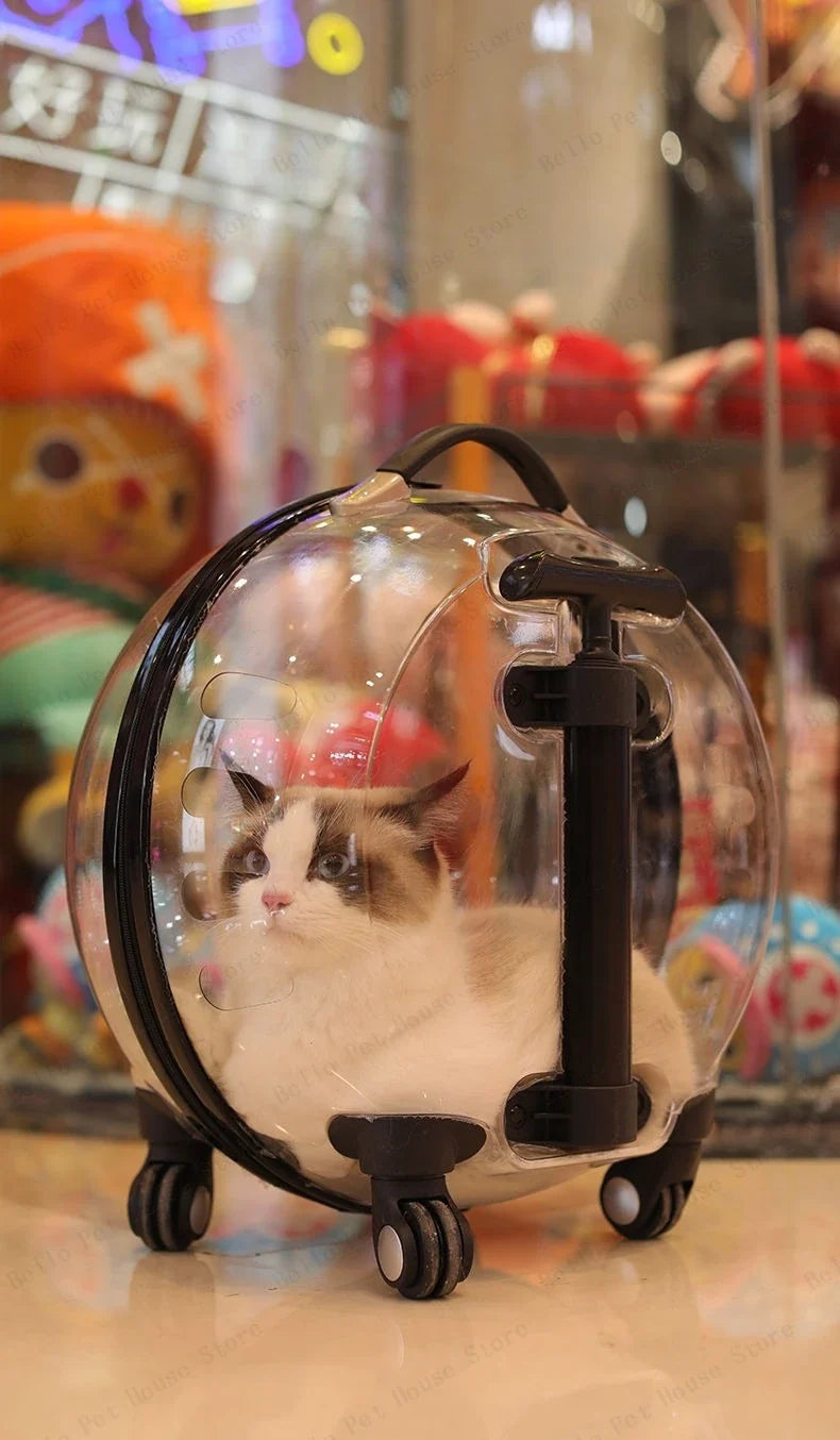 Unique Panoramic Cat Trolley