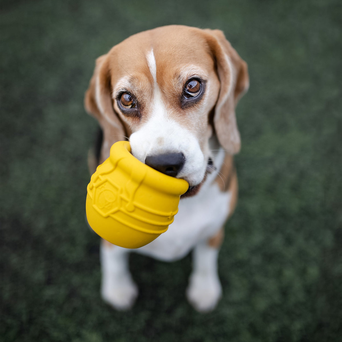 Honey Pot Treat Dispenser