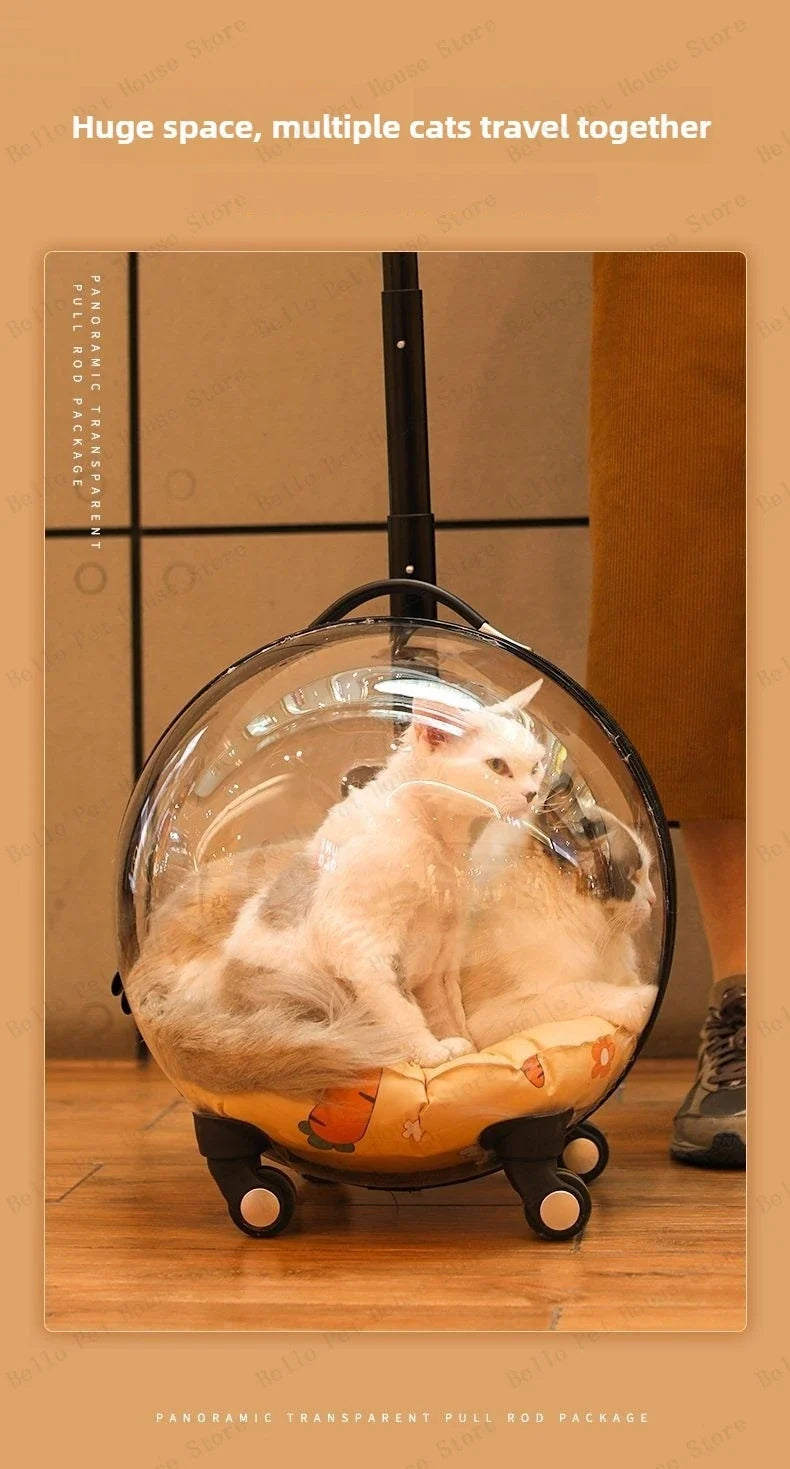 Unique Panoramic Cat Trolley