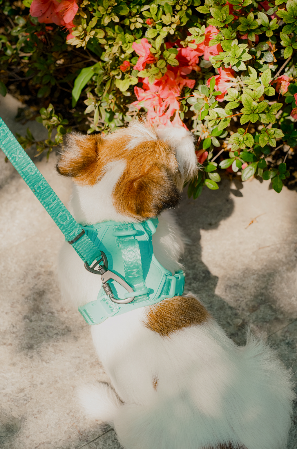 No Pull Harness Mint Green