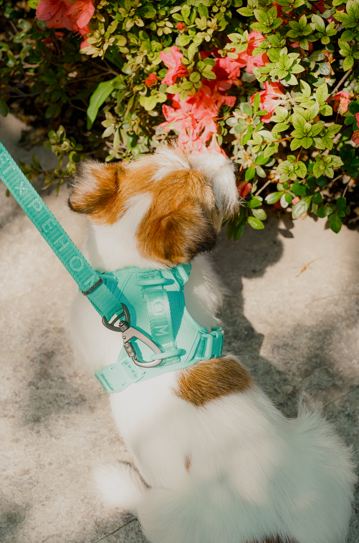 No Pull Harness Mint Green