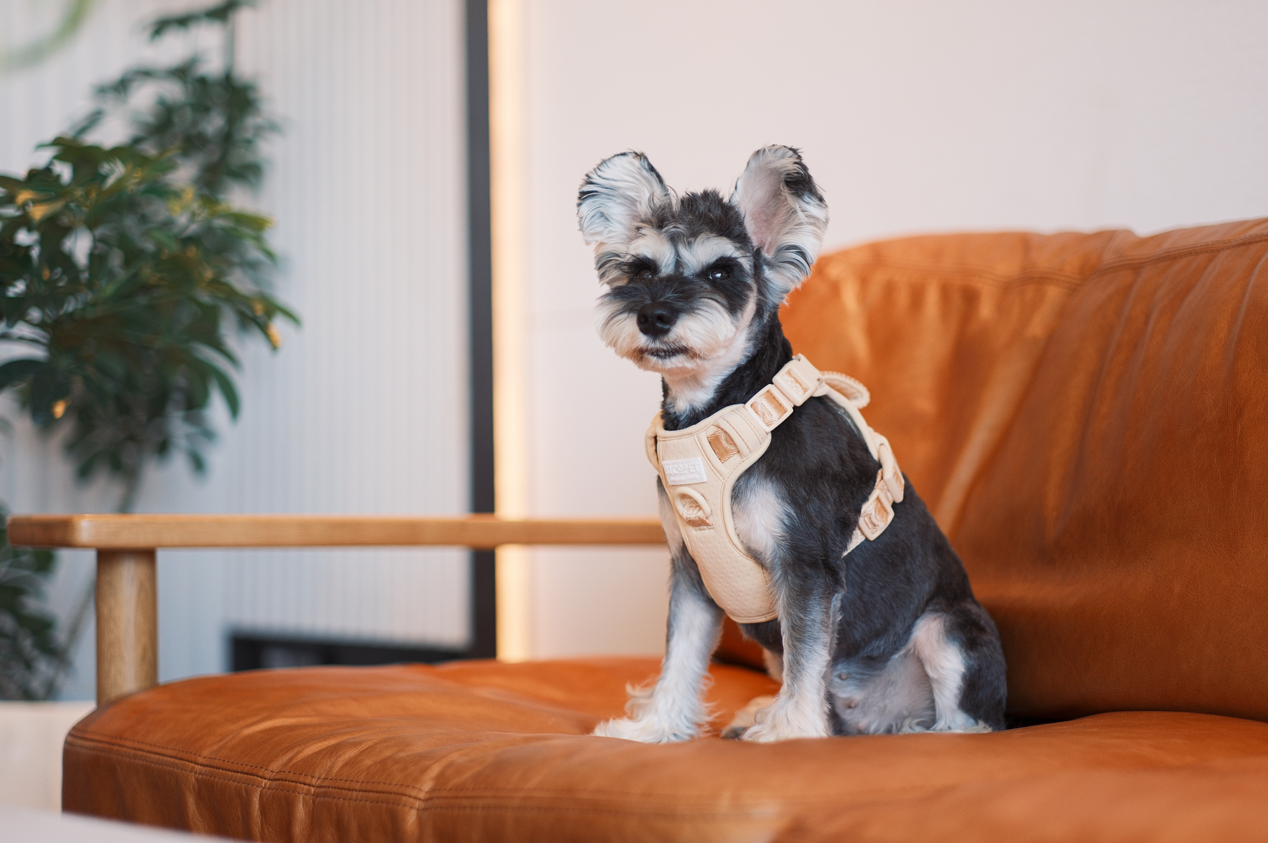 No Pull Dog Harness- APRICOT