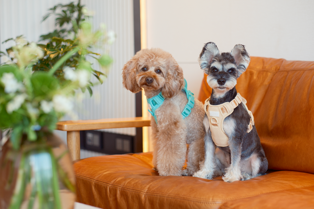 No Pull Dog Harness- APRICOT